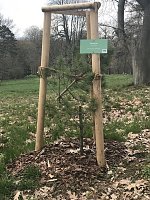 Bild: Zerst&ouml;rte B&auml;ume im Park Hohenrode