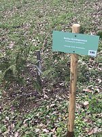 Bild: Zerst&ouml;rte B&auml;ume im Park Hohenrode