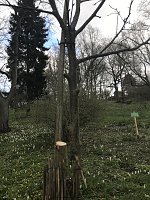 Bild: Zerst&ouml;rte B&auml;ume im Park Hohenrode