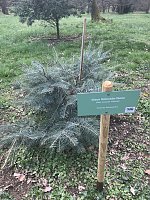 Bild: Zerst&ouml;rte B&auml;ume im Park Hohenrode