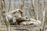 Bild: Besuch im Affenpark Strau&szlig;berg