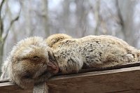 Bild: Besuch im Affenpark Strau&szlig;berg