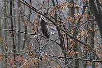 Bild: Besuch im Affenpark Strau&szlig;berg