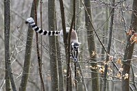 Bild: Besuch im Affenpark Strau&szlig;berg