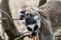 Bild: Besuch im Affenpark Strau&szlig;berg