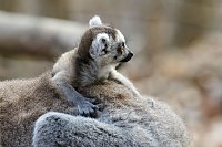 Bild: Besuch im Affenpark Strau&szlig;berg
