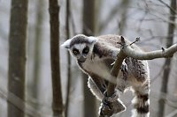 Bild: Besuch im Affenpark Strau&szlig;berg