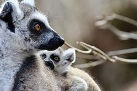 Bild: Besuch im Affenpark Strau&szlig;berg