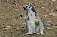 Bild: Besuch im Affenpark Strau&szlig;berg