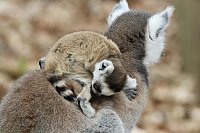 Bild: Besuch im Affenpark Strau&szlig;berg