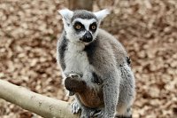 Bild: Besuch im Affenpark Strau&szlig;berg