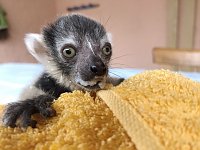 Bild: Lemuren-Baby Floyd musste ums &uuml;berleben k&auml;mpfen, schl&auml;gt sich aber wacker