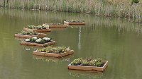 Bild: Schwimmende G&auml;rten 