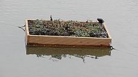 Bild: Schwimmende G&auml;rten 