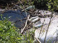 Bild: Borbachtungen zur Biodiversit&auml;t