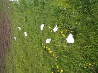 Bild: Borbachtungen zur Biodiversit&auml;t