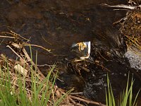 Bild: Borbachtungen zur Biodiversit&auml;t