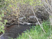 Bild: Borbachtungen zur Biodiversit&auml;t