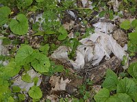 Bild: Borbachtungen zur Biodiversit&auml;t