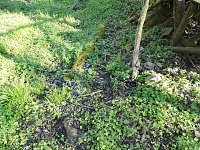 Bild: Borbachtungen zur Biodiversit&auml;t
