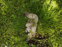 Bild: Borbachtungen zur Biodiversit&auml;t