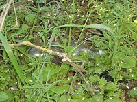 Bild: Borbachtungen zur Biodiversit&auml;t