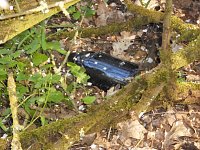 Bild: Borbachtungen zur Biodiversit&auml;t
