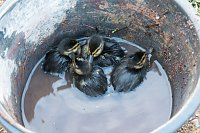 Bild: Ente gut, alles gut