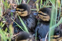 Bild: Ente gut, alles gut