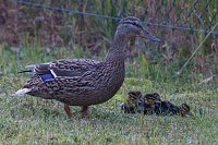 Bild: Ente gut, alles gut