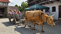 Bild: Ferien auf dem Erlebnisbauernhof Kleinberndten