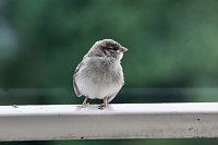 Bild: Junger Haussperling auf Entdeckungstour