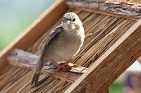 Bild: Junger Haussperling auf Entdeckungstour