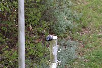 Bild: Gartenrotschwanz