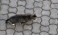 Bild: Wer ist hier der J&auml;ger?