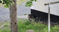 Bild: Wer ist hier der J&auml;ger?