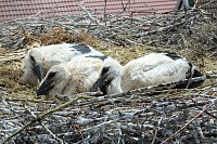 Bild: Drei Jungst&ouml;rche wurden heute in Windehausen beringt