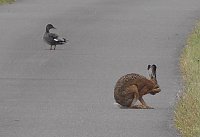 Bild: Tierische Schnappsch&uuml;sse rund um den Stausee Kelbra