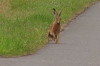 Bild: Tierische Schnappsch&uuml;sse rund um den Stausee Kelbra