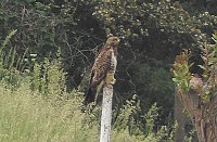 Bild: Tierische Schnappsch&uuml;sse rund um den Stausee Kelbra