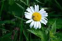 Bild: Peter Blei und die Wunder der Natur