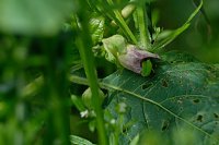 Bild: Peter Blei und die Wunder der Natur