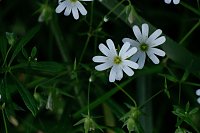 Bild: Peter Blei und die Wunder der Natur