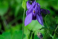 Bild: Peter Blei und die Wunder der Natur