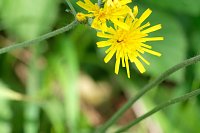 Bild: Peter Blei und die Wunder der Natur