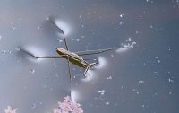 Bild: Peter Blei und die Wunder der Natur