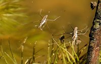 Bild: Peter Blei und die Wunder der Natur