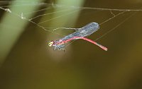 Bild: Peter Blei und die Wunder der Natur