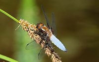 Bild: Peter Blei und die Wunder der Natur