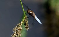 Bild: Peter Blei und die Wunder der Natur